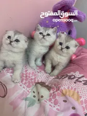  5 Scotch fold kittens