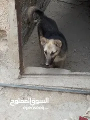  5 كلب جيرمن جرو للبيع لون ابيض واسود للبيع بسعر مغري جداً