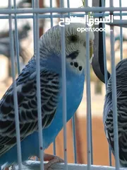  13 جوزين حب بسعر مغري
