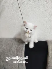  9 3قطط للبيع موجودين في عناتا ضوحي القدس  مافي توصيل