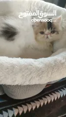 2 انثي فإن كاليكو شهرين ونص