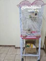  4 Budgie - 3 males 2 females