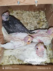  6 فراخ درة وفراخ كوكتيل للزق اليدوي