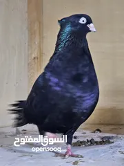  3 حمام  صربي للبيع