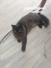  6 قط من ام بيجي فيس واب ھملايا