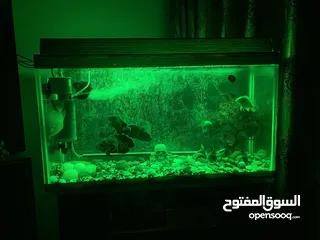  19 حوض سمك اوسكر كامل اغراضو للبيع