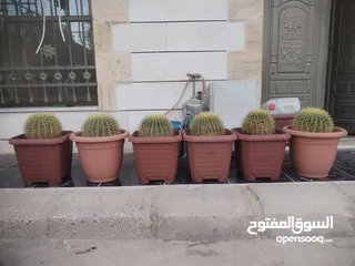  7 نبات الكره الذهبيه او ساده حماتي