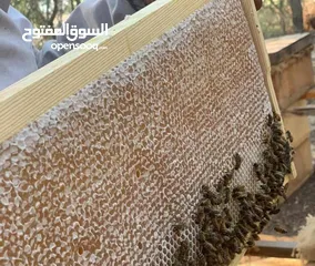  16 عسل طبيعي بلدي اصلي مضمون ومكفول 100٪؜ من مناحلنا