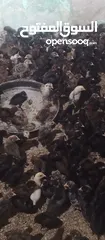  3 الحمدلله والصلاه والسلام على رسول الله متاح صيصان بلدى البزره الاصليه ماخدين المطاعيم الأولية
