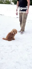  3 MINI POODLE BROWN COLOUR