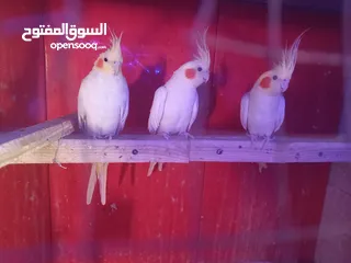  5 متاح كمية جواز كوكتيل مشكل اقرأ الوصف