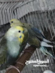  5 طيور حب رينبو وهوقو رومو للبيع