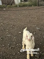  2 جدايا للبيع