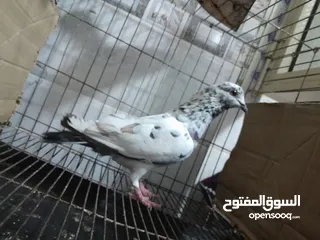  5 قصيين كرزلى القص زغلولين كشك بنيدى  شابةهزاز  دكر زايف بكستانى