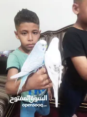  2 متاح جوزين  حب  كلهم اليفات كلهم جواز شغالة جواز نخب للبيع اقرء الوصف
