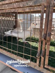  1 فراخ ومخالفي