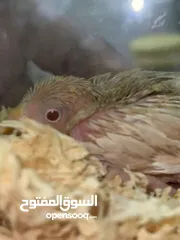  4 فروخ جاوا عس ربوة الوان جميلة