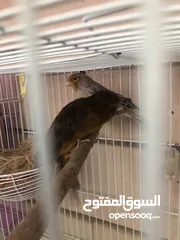  16 Breeding pairs of canary  in Alain