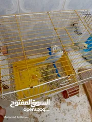  23 متوفر 5 جواز حب بسم الله ما شاء الله تعال وشوف بعينك