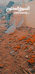  3 جوز بط شغال مع ولدهن 15 دينار