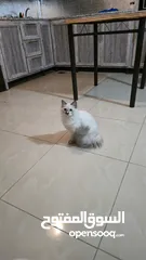  12 قطه هملايا انثى للبيع عمر ثلاث شهور  أكثير لعوبه حنونه مسليه نظيف جدا متعوده على البوكس مدربه