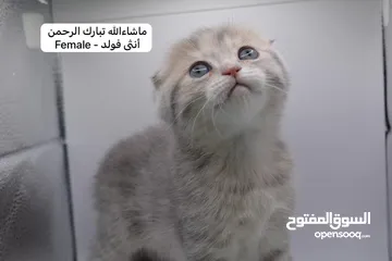  20 سكوتش كيتن فولد وستريت الوان مميزه ليلك ومشمشي وغيرها 15 كيتن