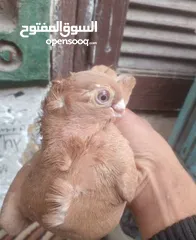  3 حمام  ازملي لونه مشمشي وصغيرة
