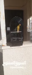  7 طيور للبيع