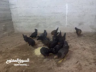  3 فرخات عمر 4ونص ل5ونص