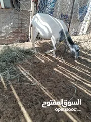  3 جعد للبيع.. معه مواليده