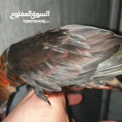  3 ببغاء لوري دسكي للزق اليدوي