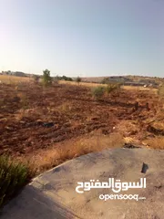  2 قطعه او مميزه مشجره زيتون