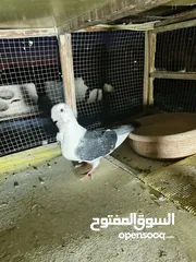  6 حمام مشكل بسعر حرق
