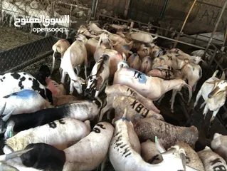  1 Somali goat and sheep  available all time