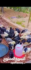 2 باسم الله ماشاءالله  متوفر صوص دجاج بلدي عمر شعر وأخذ جميع المطاعيم العسر دينار