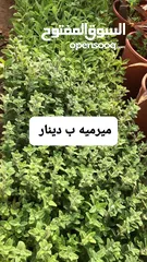  22 متوفر جميع انواع الاشجار المثمرة والزينة والورود وخدمة الزراع وتنسيق الحدائق وجميع انواع القواير