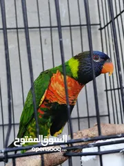  1 ببغاء لوري رينبو