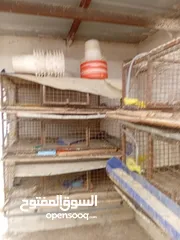  5 بياضات دجاج ومعالف ومشارب  واقفاص طابقين  للفري وطباق  بيض فري للفقاسات ايطالي للبيع بحاله ممتازه