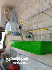  2 ببغاء كوكتيل ذكر وانثى مع قفص كبير