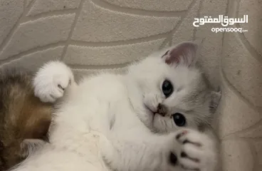  6 قطط سكوتش ستريت (بيور 100%) للبيع ، وبسعر رمزي جدا !!
