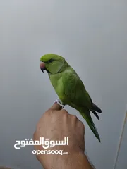  6 هذا الطائر يستطيع التحدث.This bird can talk.