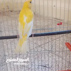  2 عصافير كناري