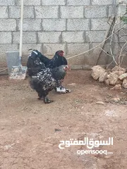  3 دجاج ابراهمي