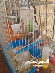  6 6 فراخ كوكتيل بحالة ممتازة يمكن بيعهم كامل ويمكن بالحبة للبيع ويوجد حبتين كوكتيل عمرهم شهرين