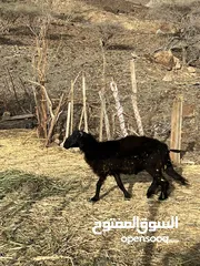  1 كبش عماني للبيع