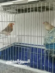  1 جنه ولارنج