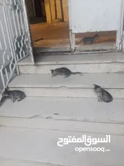  5 بسس للتبني