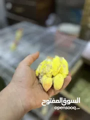  3 افراخ روز اوبلاين زق