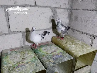  5 جواز حمام شغلات ميه بل ميه
