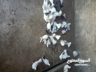  3 طيور حمام هزاز وكرينقوا